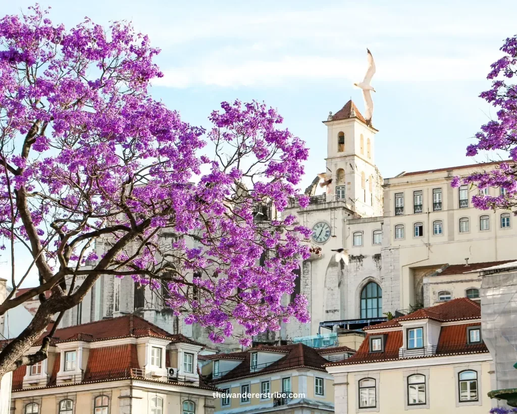 Vibrant purple jacaranda trees in full bloom near the historic Convento do Carmo in central Lisbon