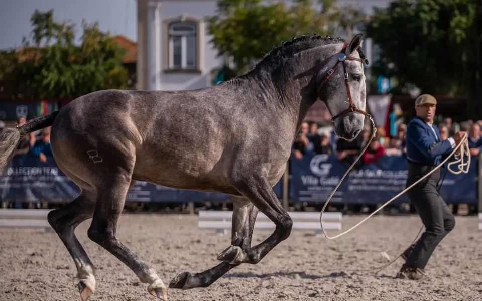 Lusitano horse trotting in a presentation led by a handler at the Golegã Horse Fair