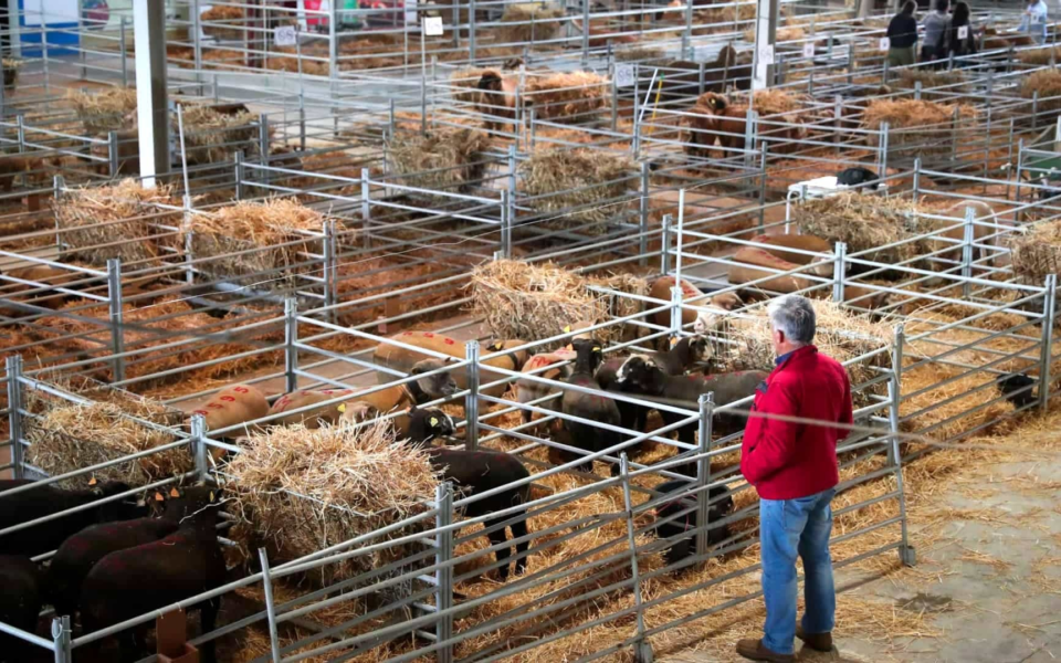 Man observing livestock in pens at Ovibeja fair, surrounded by hay bales and metal structures